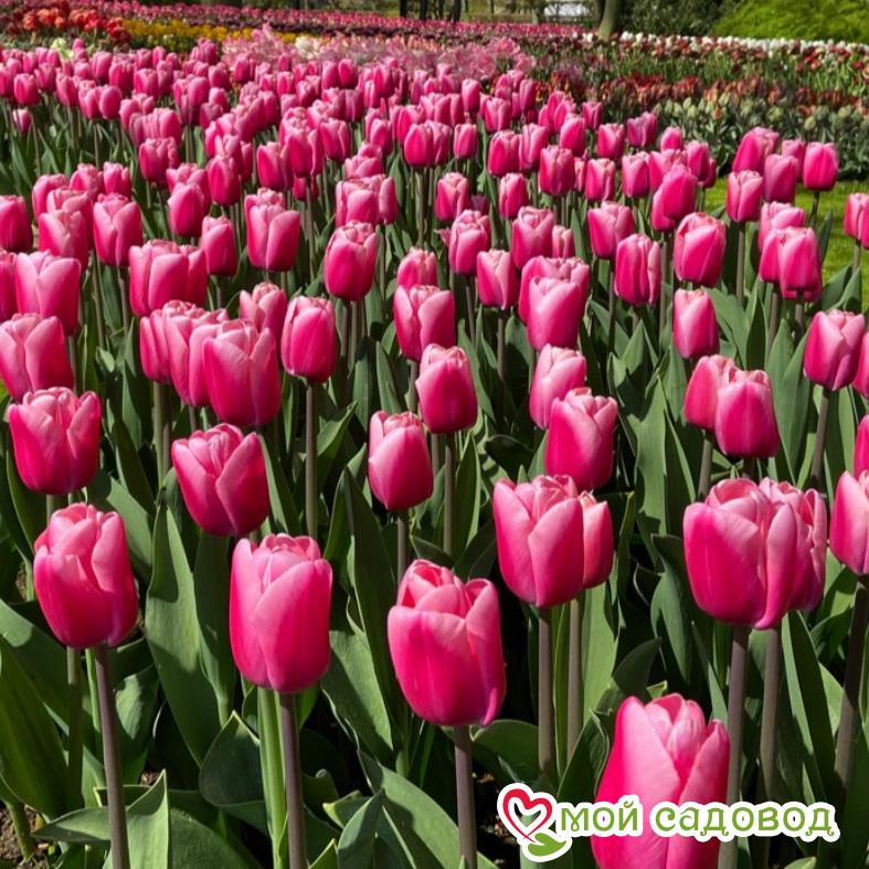 Тюльпан триумф Пинк Сюрпрайз