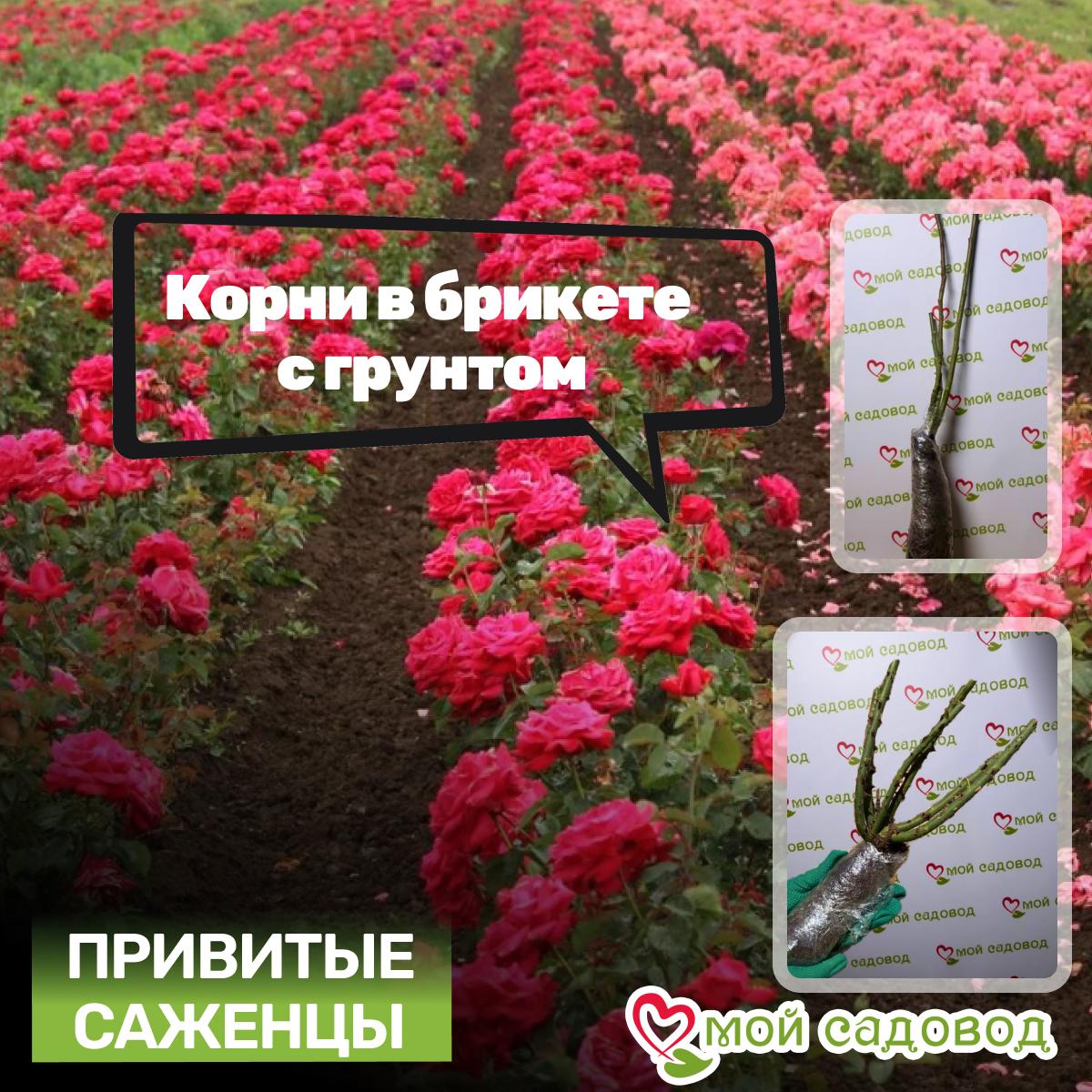 Роза чайно-гибридная Блэк Баккара