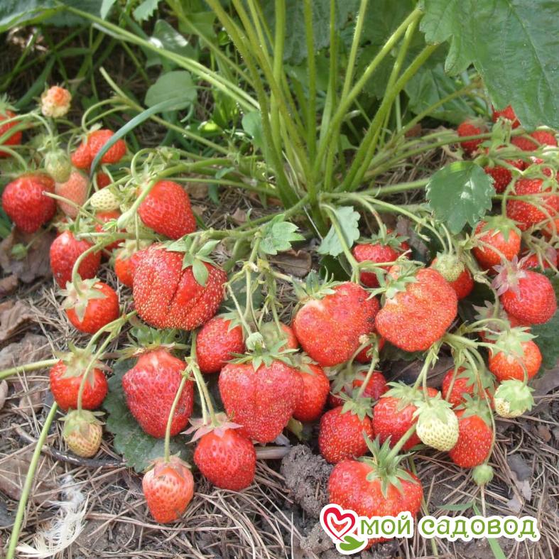 КЛУБНИКА Гигантский Деликатес