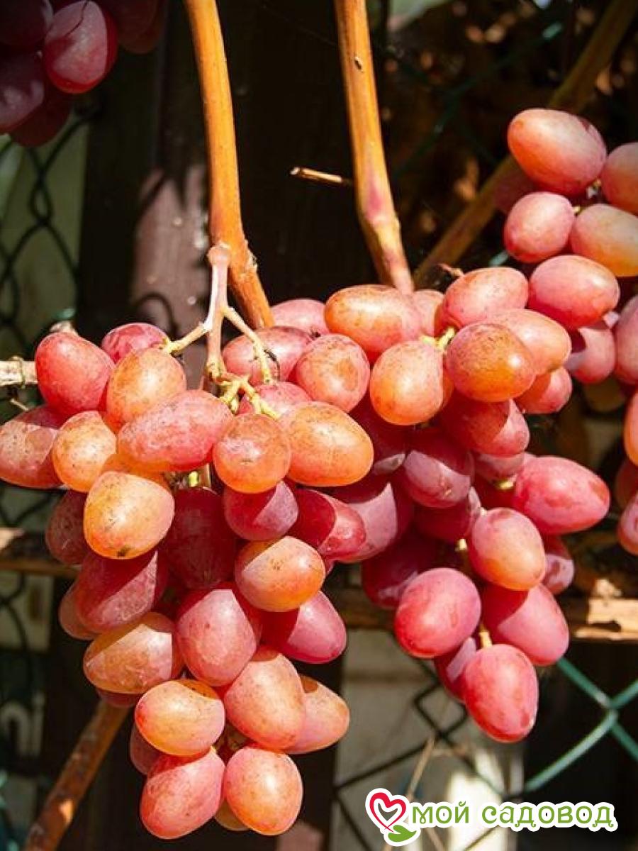 Виноград Аладдин