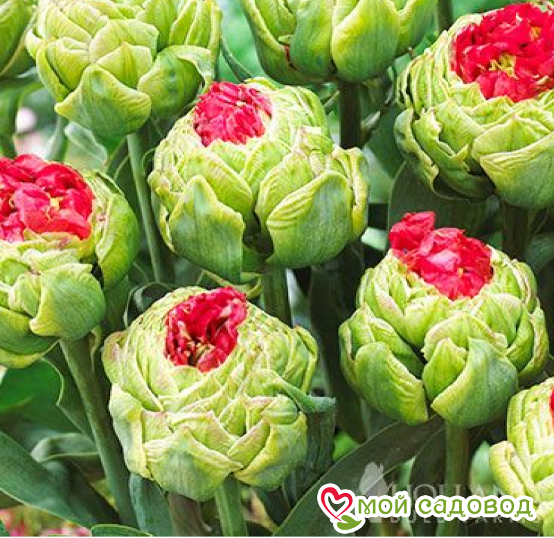 Тюльпан Бычий Глаз